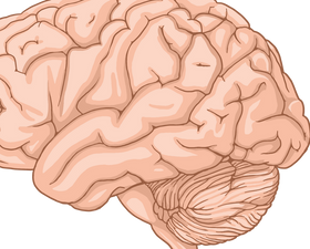 Brain and Movement: Motor Cortex, Basal Ganglia and Motor Control
