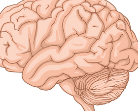 Blood-Brain Barrier and Cerebrospinal Fluid: How the Brain Is Protected