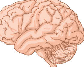 Concussion and Traumatic Brain Injury: What Happens to the Brain