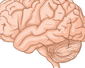 Brain and Language: How Speech, Reading and Understanding Work