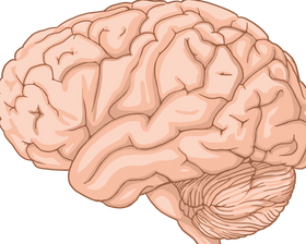 Human Brain Regions Explained: Hippocampus, Amygdala, Thalamus and Basal Ganglia