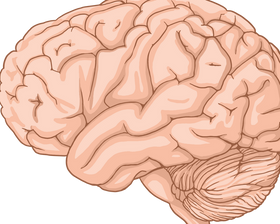 Brain, Gut and the Nervous System: What the Gut-Brain Axis Means