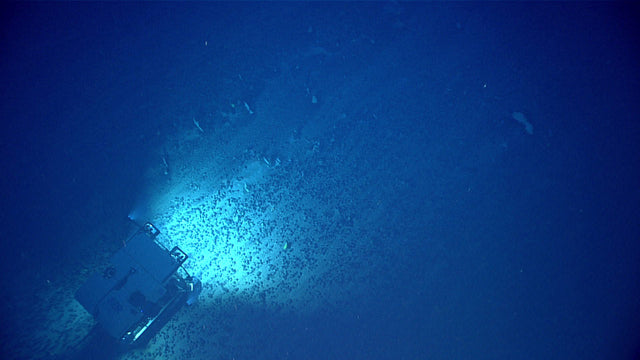 NOAA’s Deep Discoverer traverses a field of polymetallic seafloor nodules.