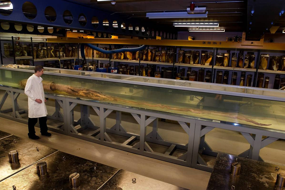 Archie the preserved giant squid at the Natural History Museum in London