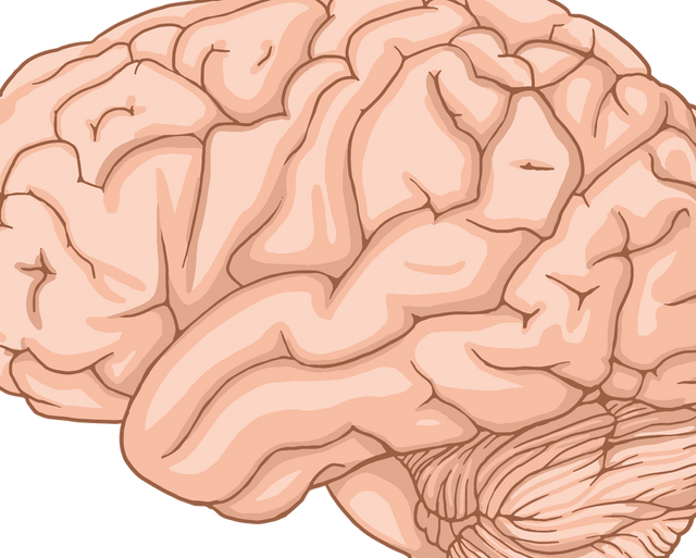 Brain Health: Food, Exercise, Sleep, Aging and Everyday Habits