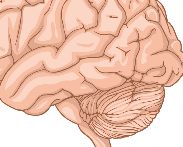 Neuroplasticity: How the Brain Changes, Learns and Adapts