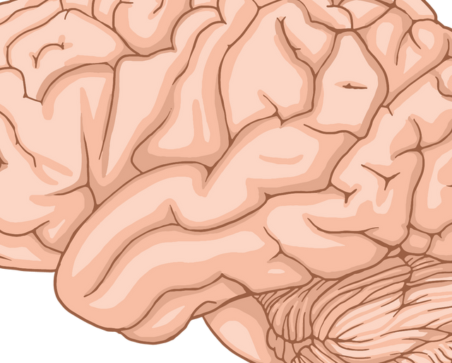 Cerebrum, Cerebellum and Brainstem: What Each Brain Region Does