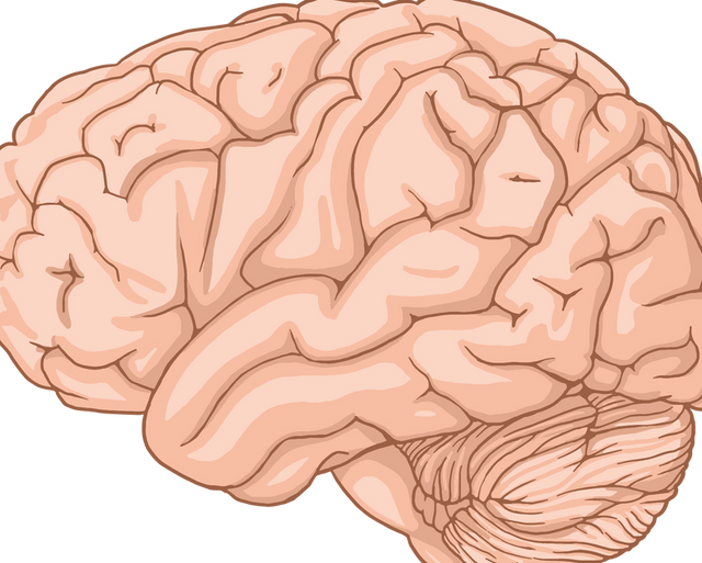 Pain and the Brain: How the Nervous System Detects and Interprets Pain