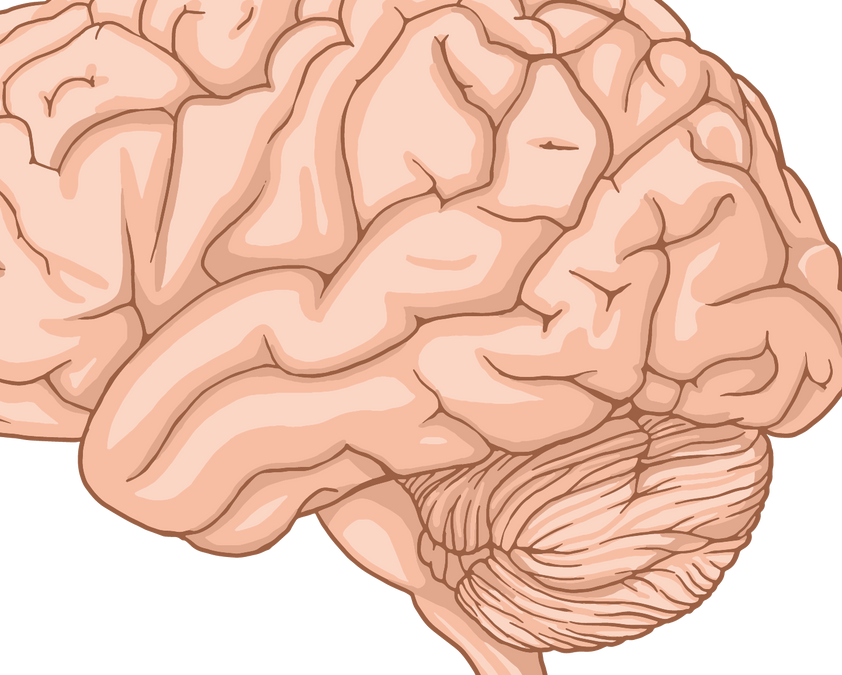 Brain Imaging Explained: MRI, CT, PET, EEG and fMRI