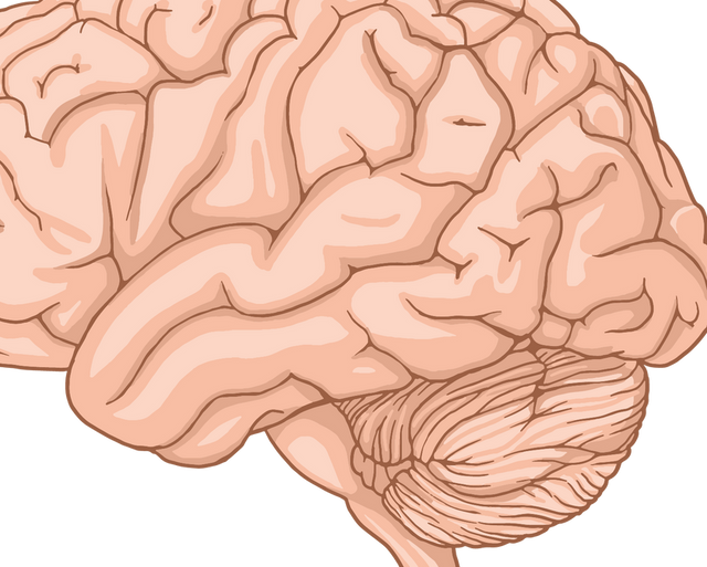 Brain Imaging Explained: MRI, CT, PET, EEG and fMRI