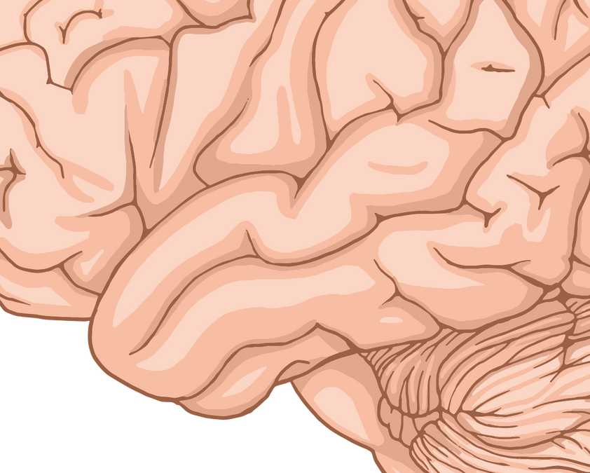 Human Brain Anatomy: Structure, Parts and How the Brain Works