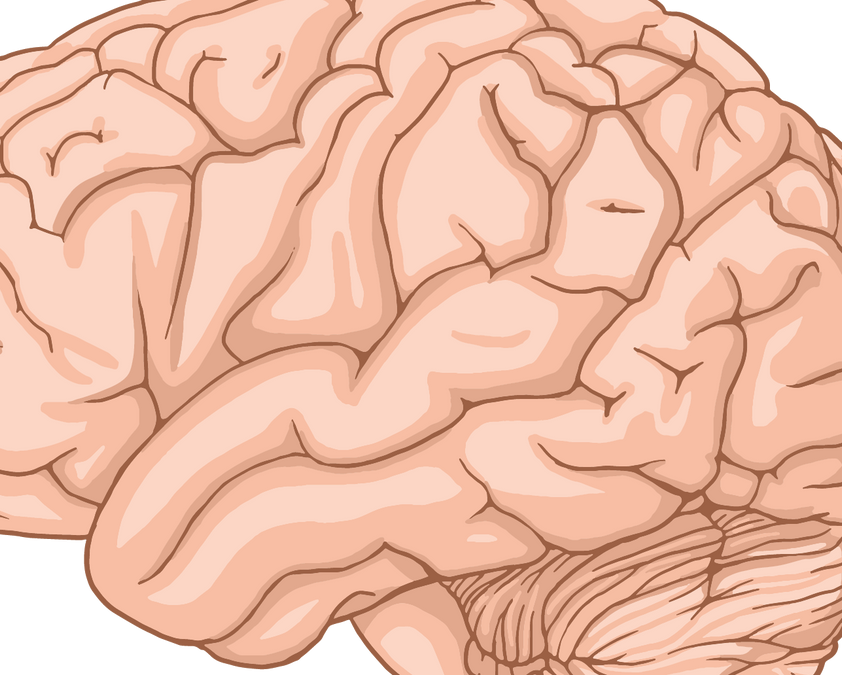 Thinking, Intelligence and Consciousness: How the Human Brain Creates Experience