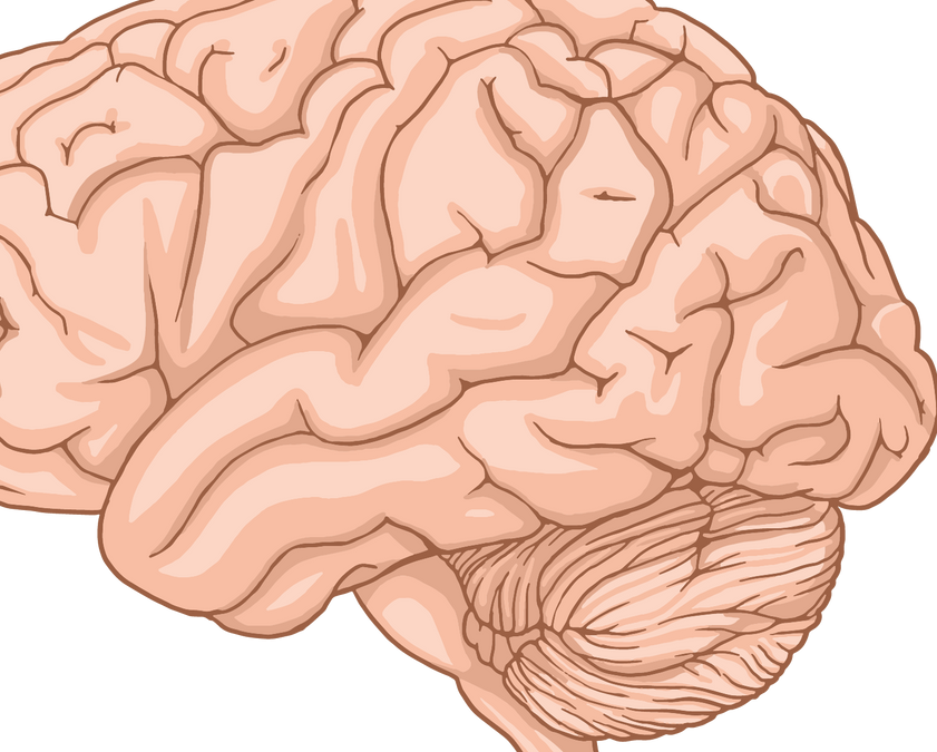 Brain and Movement: Motor Cortex, Basal Ganglia and Motor Control