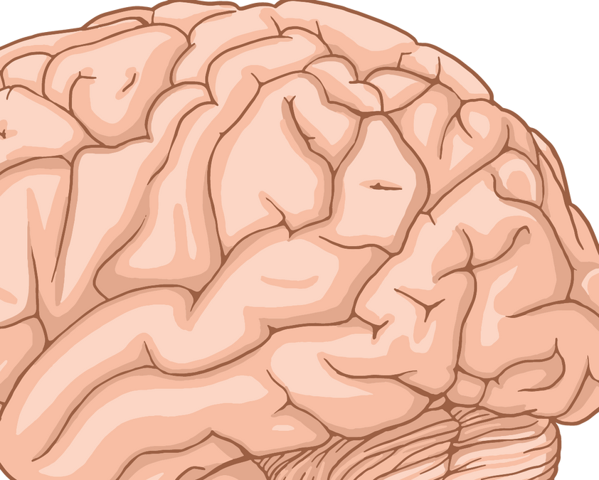 Left Brain vs Right Brain: Hemispheres, Corpus Callosum and What Science Says