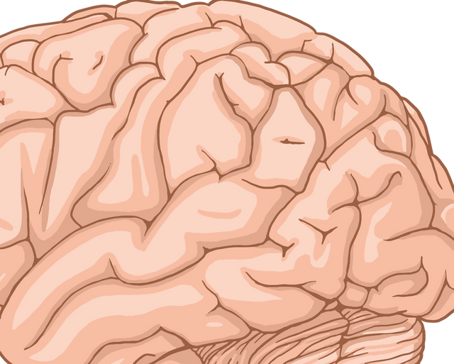 Left Brain vs Right Brain: Hemispheres, Corpus Callosum and What Science Says