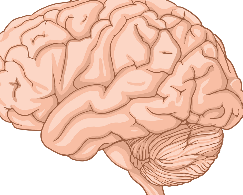 Concussion and Traumatic Brain Injury: What Happens to the Brain