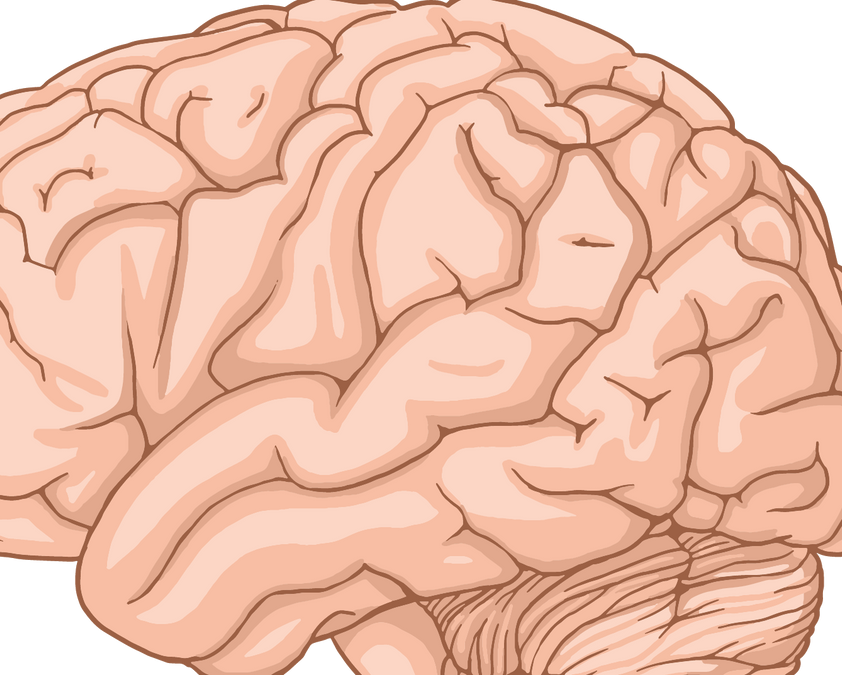Brain and Sleep: What Happens to the Brain When You Sleep