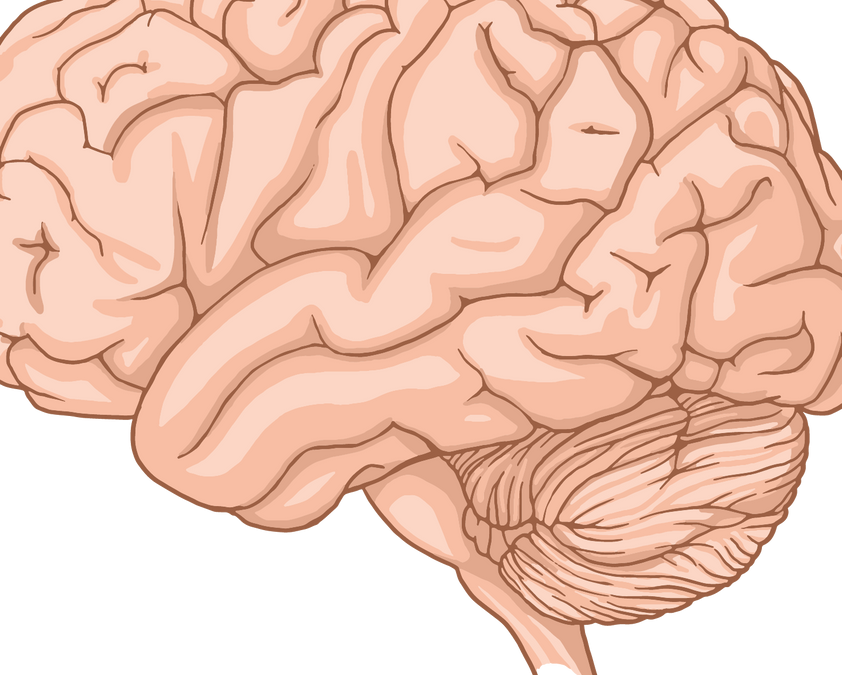 Brain and Language: How Speech, Reading and Understanding Work