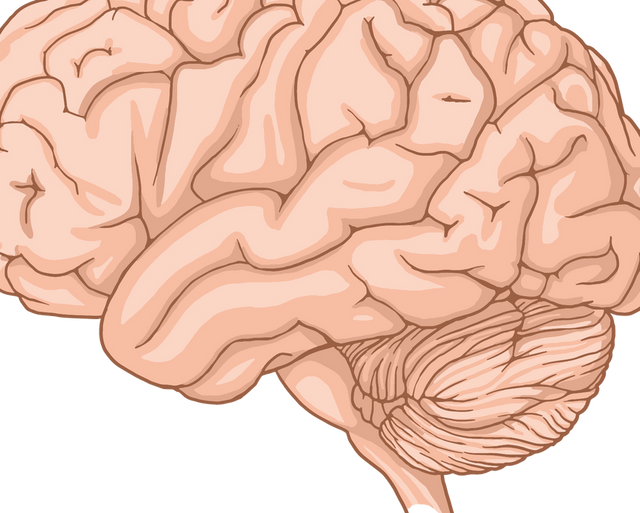Brain and Language: How Speech, Reading and Understanding Work