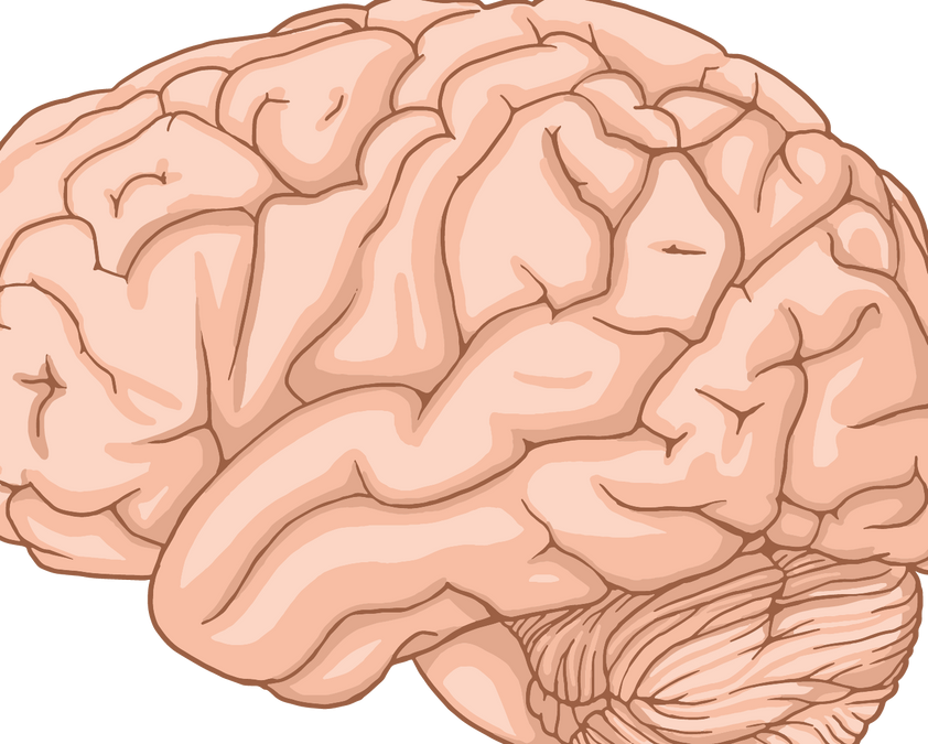 Human Brain Development: From Prenatal Growth to Aging