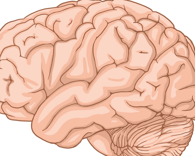 Human Brain Development: From Prenatal Growth to Aging