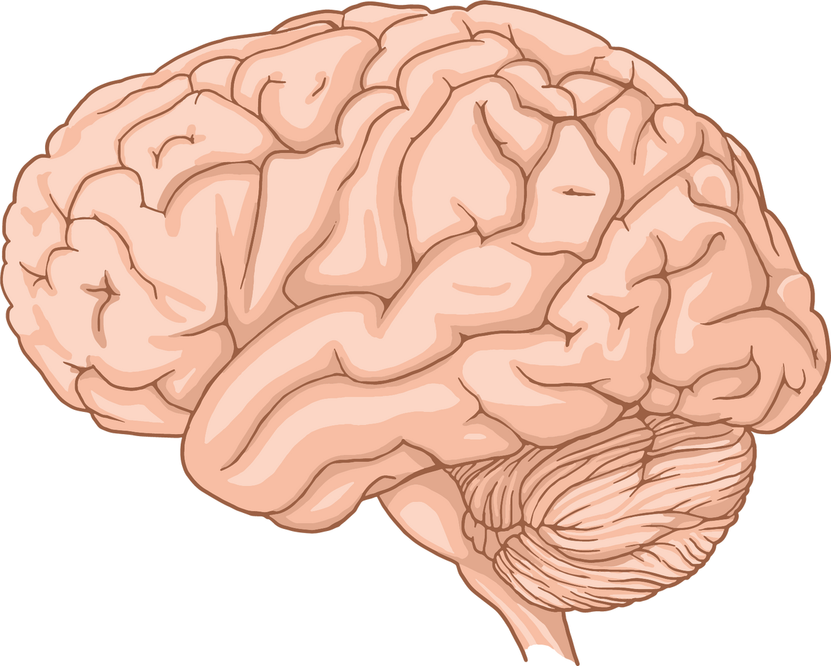 Human brain anatomy illustration