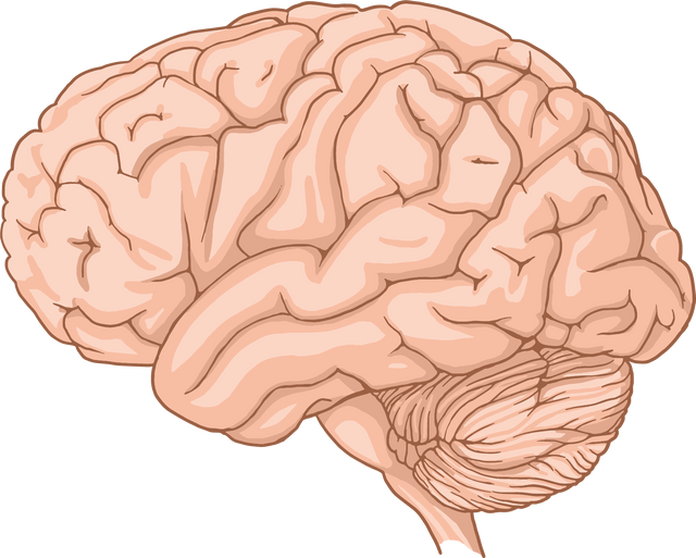 Human brain anatomy illustration