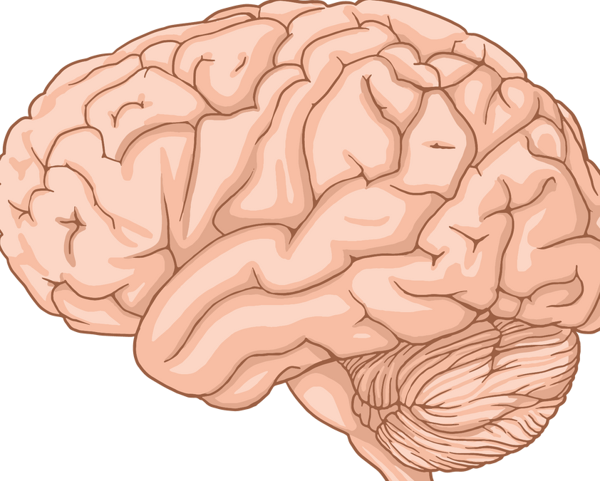Human Brain Regions Explained: Hippocampus, Amygdala, Thalamus and Basal Ganglia