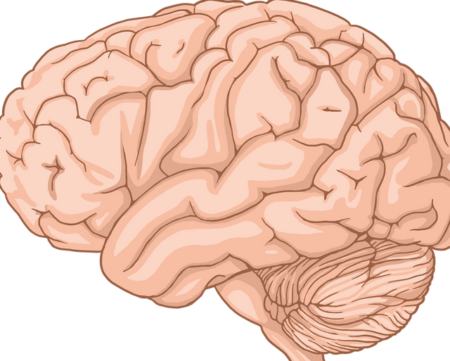 Human Brain Regions Explained: Hippocampus, Amygdala, Thalamus and Basal Ganglia