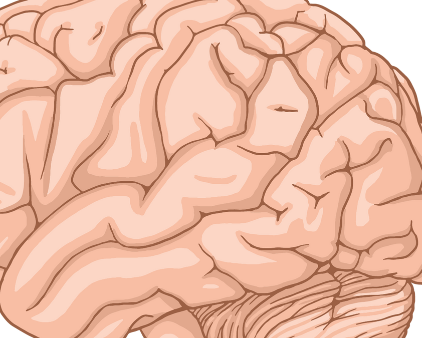 Brain Lobes and Their Functions: Frontal, Parietal, Temporal and Occipital