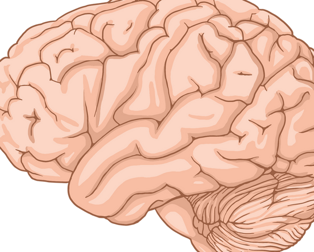 Brain Genetics and Epigenetics: How Genes Influence the Brain