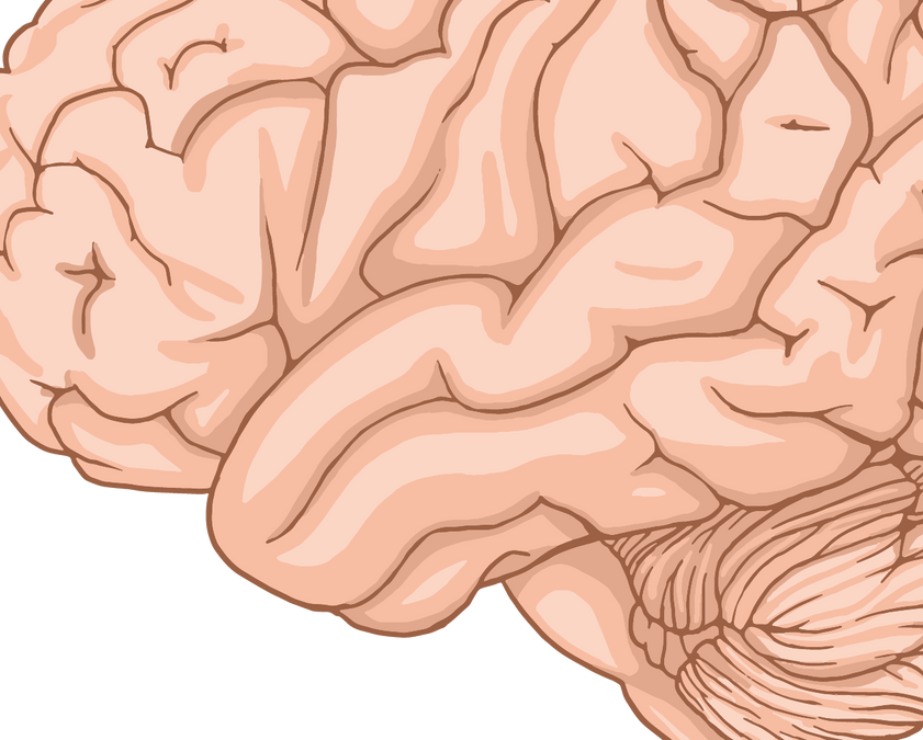 How Memory and Learning Work in the Human Brain