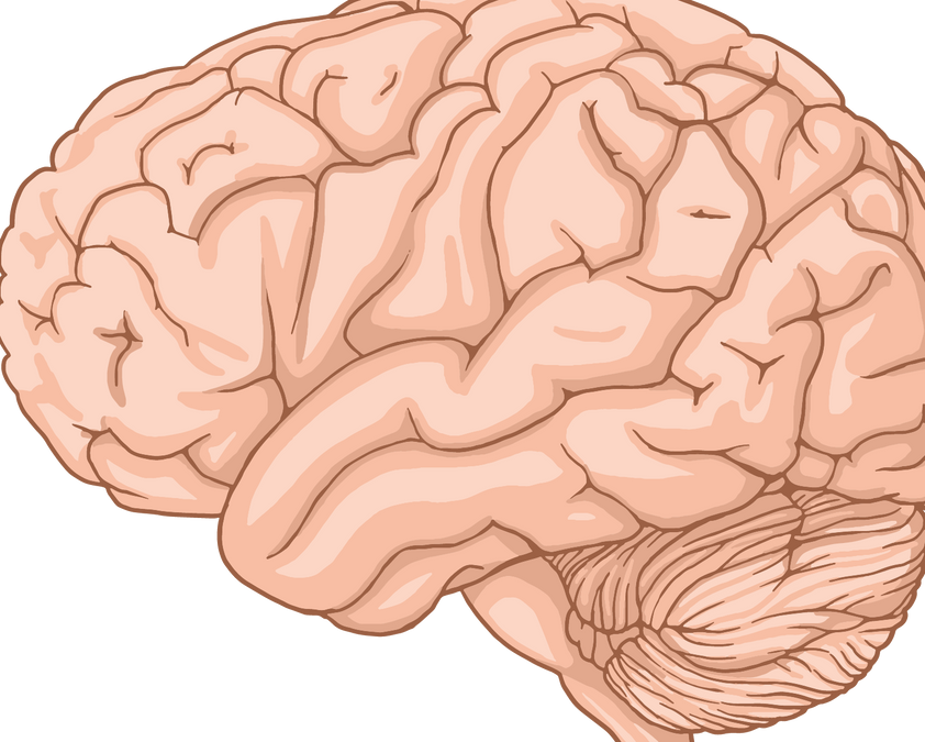 Brain, Gut and the Nervous System: What the Gut-Brain Axis Means