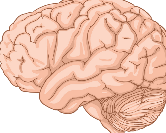 Brain, Gut and the Nervous System: What the Gut-Brain Axis Means