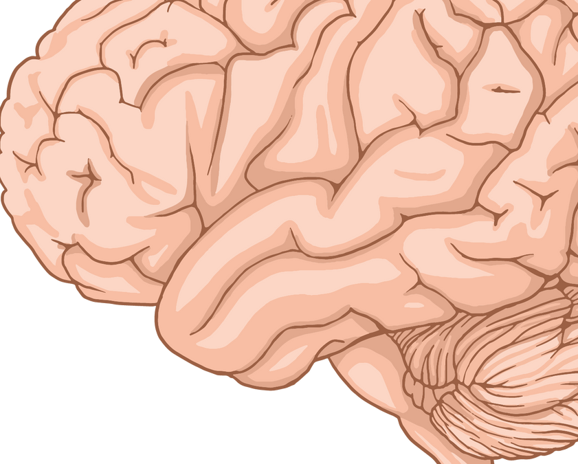 How the Brain Processes Sight, Hearing, Smell, Taste and Touch
