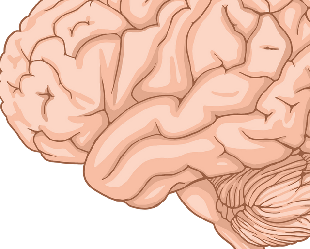 How the Brain Processes Sight, Hearing, Smell, Taste and Touch