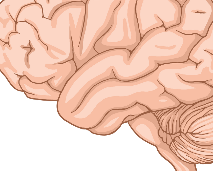 Neurons, Synapses and Neurotransmitters: How Brain Cells Communicate