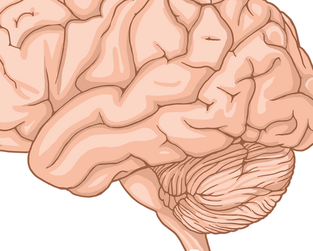 Major Brain Diseases and Neurological Disorders: A Practical Overview