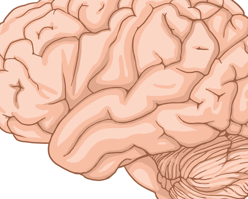 Brain and Emotions: How Fear, Stress, Motivation and Feelings Work