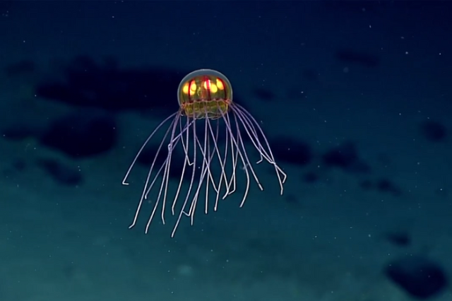 Deep-ocean animals documented in NOAA Fisheries imagery.