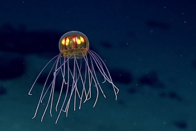 Deep Sea Discoveries in 2026: New Habitats, Animals and Ocean Data