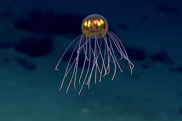 Deep Sea Mysteries: What Scientists Still Do Not Know