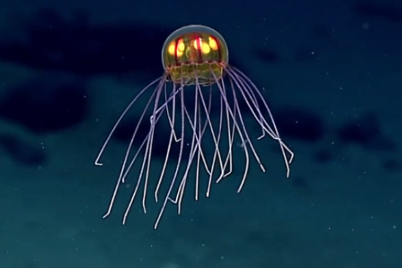 Deep Sea Food Chain: How Life Gets Energy Without Sunlight