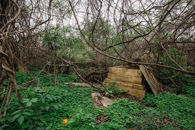 Overgrown stone tomb and vegetation at the abandoned Azalea Original Pet Cemetery in Louisiana