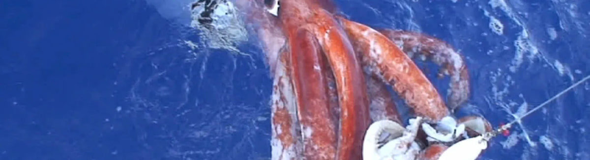 Giant squid photographed for Smithsonian Ocean's scientific guide to the real animal behind Below's fictional sea monster