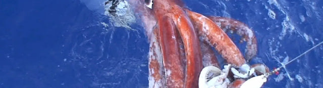 Giant squid photographed for Smithsonian Ocean's scientific guide to the real animal behind Below's fictional sea monster