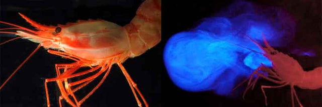 A deep-sea shrimp and its emitted bioluminescent light, documented by NOAA Ocean Exploration.