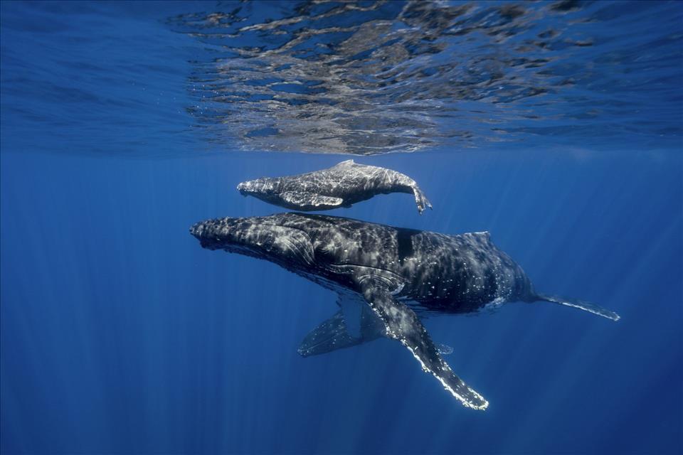 Humpback whale mother grieving stillborn calf off Australia coast 2026