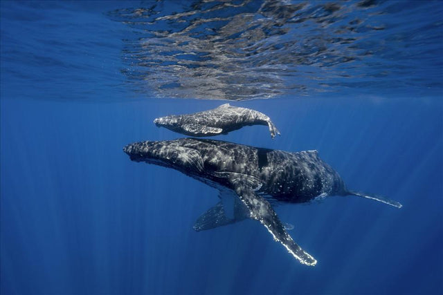 Humpback whale mother grieving stillborn calf off Australia coast 2026