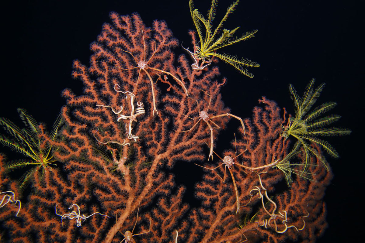 Deep-sea coral and associated marine life photographed during a NOAA-supported restoration expedition.